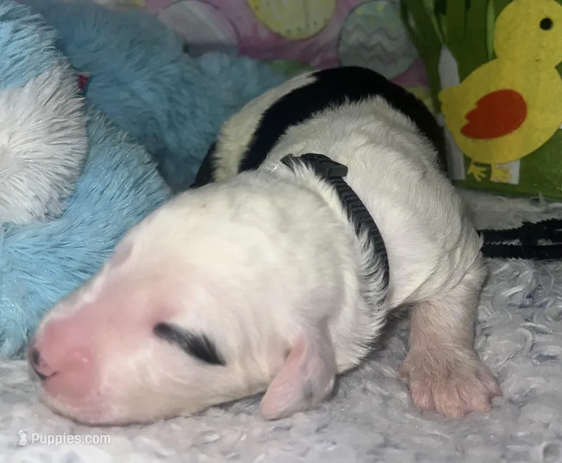 Black Collar  – Sheepadoodle puppy for sale in Tucson, AZ