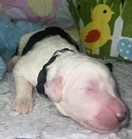 Black Collar , a male Sheepadoodle for sale in Tucson, AZ – Photo 2 of 6