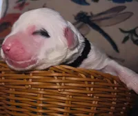 Black Collar , a male Sheepadoodle for sale in Tucson, AZ – Photo 5 of 6