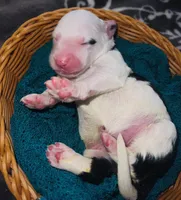 Black Collar , a male Sheepadoodle for sale in Tucson, AZ – Photo 6 of 6