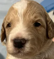 Red collar, a male Sheepadoodle for sale in Tucson, AZ – Photo 3 of 4
