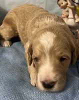Red collar, a male Sheepadoodle for sale in Tucson, AZ – Photo 2 of 4