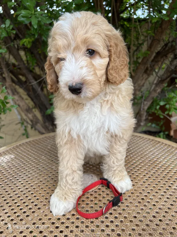 Red collar – Sheepadoodle puppy for sale in Tucson, AZ