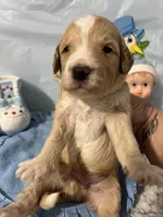 Red collar, a male Sheepadoodle for sale in Tucson, AZ – Photo 4 of 4