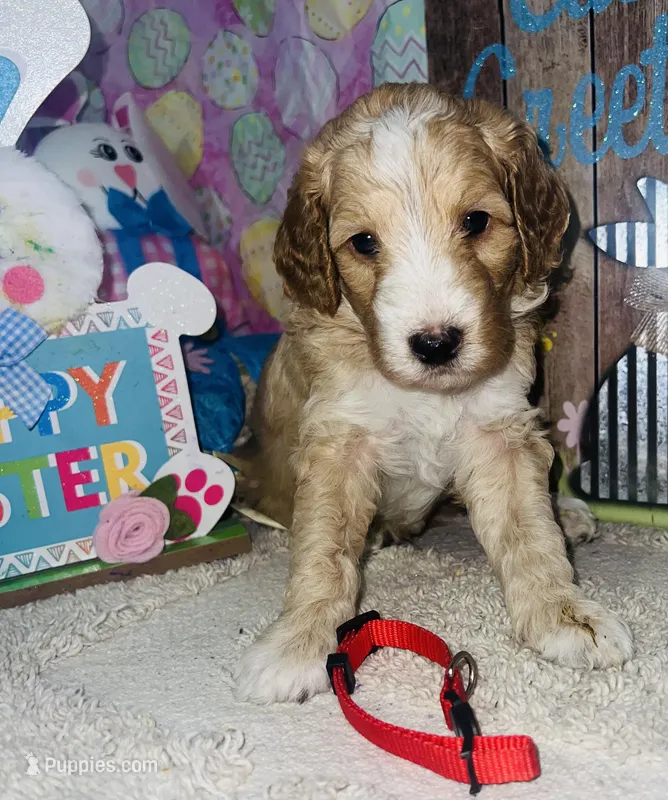 Red collar – Sheepadoodle puppy for sale in Tucson, AZ