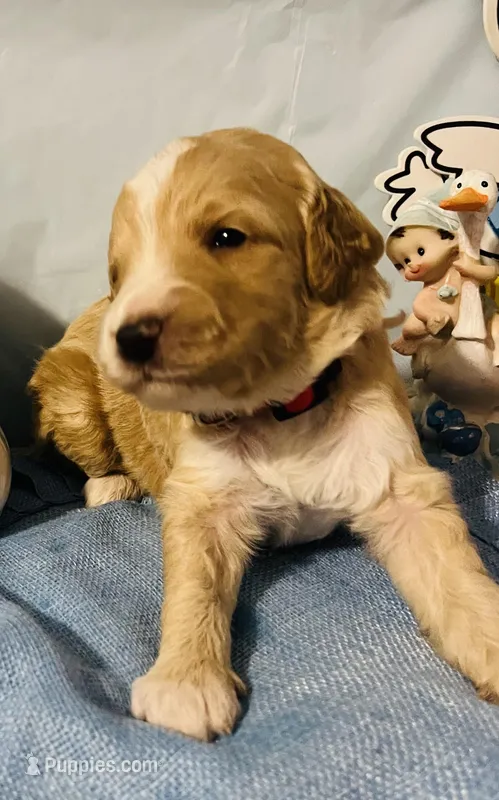 Red collar – Sheepadoodle puppy for sale in Tucson, AZ