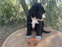 Orange Collar , a male Sheepadoodle for sale in Tucson, AZ – 10 of 10