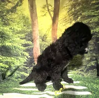 Yellow Collar , a male Sheepadoodle for sale in Tucson, AZ – 5 of 5
