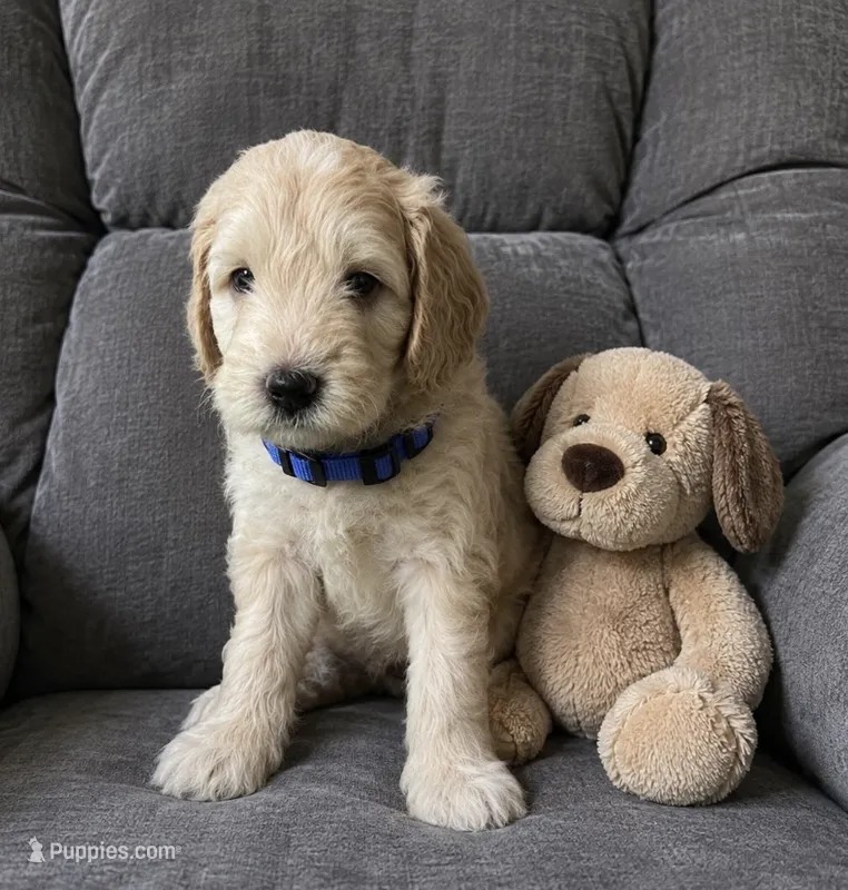 Blue collar – Miniature Aussiedoodle puppy for sale in Tucson, AZ