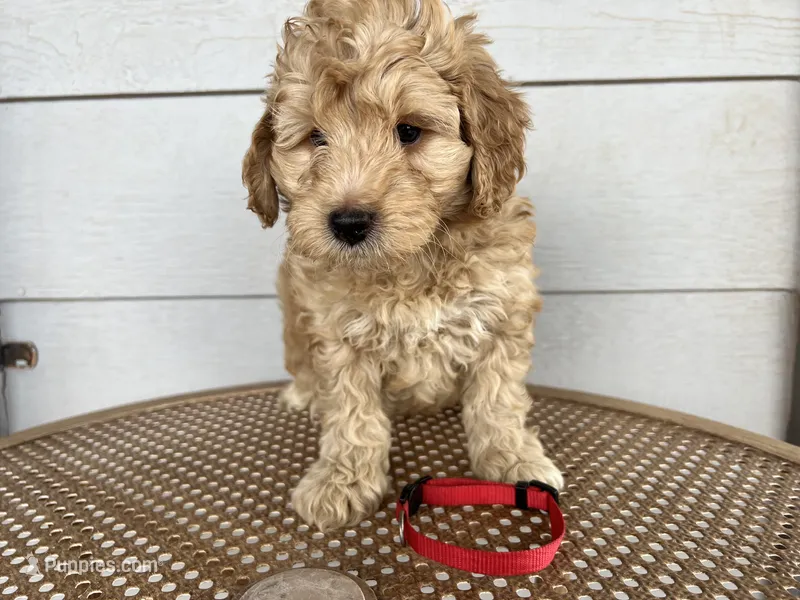 Red Collar – Miniature Aussiedoodle puppy for sale in Tucson, AZ
