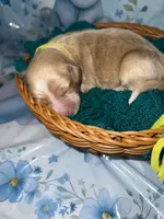 Yellow Collar, a male Miniature Aussiedoodle for sale in Tucson, AZ – 4 of 6