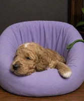 Green Collar , a female Miniature Goldendoodle for sale in Tucson, AZ – 3 of 6