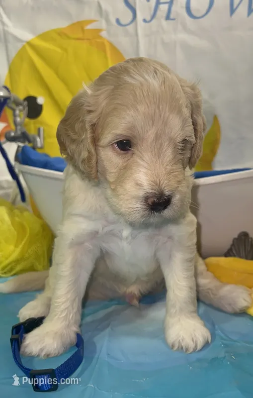 Blue collar – Miniature Aussiedoodle puppy for sale in Tucson, AZ