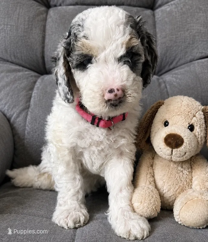 Pink Collar – Miniature Aussiedoodle puppy for sale in Tucson, AZ