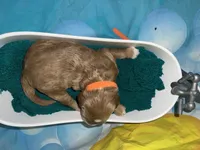 Orange Collar, a male Miniature Goldendoodle for sale in Tucson, AZ – 4 of 5
