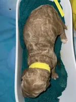 Yellow Collar, a male Miniature Goldendoodle for sale in Tucson, AZ – 6 of 6