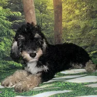 Miniature F1B sheepadoodle boy, a male Sheepadoodle for sale in Tucson, AZ – 2 of 3