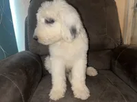 Black Collar , a male Sheepadoodle for sale in Tucson, AZ – 4 of 6