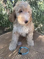 Aqua collar, a female Sheepadoodle for sale in Tucson, AZ – 3 of 4