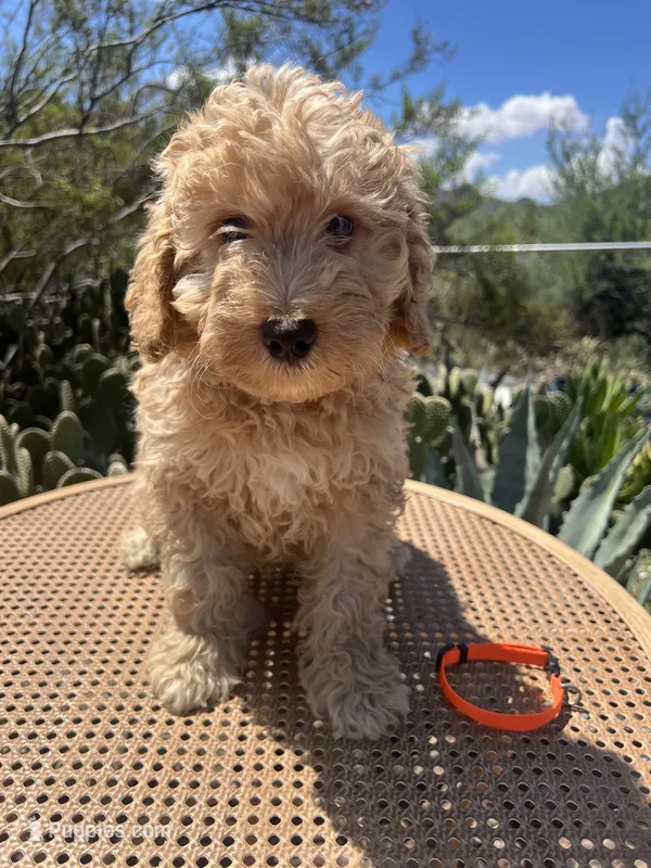 Orange Collar – Miniature Aussiedoodle puppy for sale in Tucson, AZ
