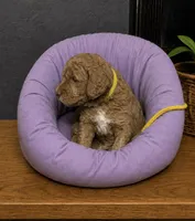 Yellow Collar, a male Miniature Goldendoodle for sale in Tucson, AZ – 2 of 6