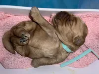 Aqua Collar, a female Miniature Goldendoodle for sale in Tucson, AZ – 5 of 5