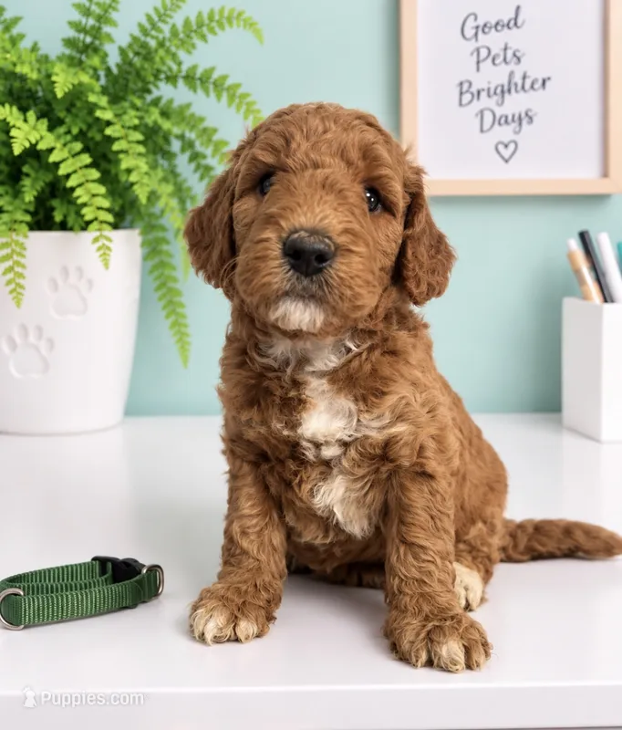 Green Collar  – Miniature Goldendoodle puppy for sale in Tucson, AZ
