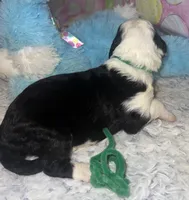 Green collar, a male Sheepadoodle for sale in Tucson, AZ – Photo 2 of 2