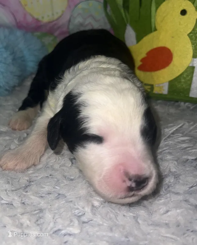 Green collar – Sheepadoodle puppy for sale in Tucson, AZ
