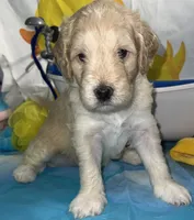 Blue collar, a male Miniature Aussiedoodle for sale in Tucson, AZ – 2 of 4