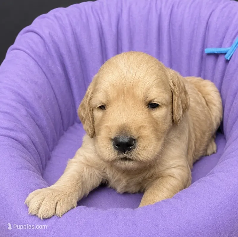 Aqua Collar – Miniature Goldendoodle puppy for sale in Tucson, AZ