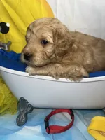 Red Collar, a male Miniature Aussiedoodle for sale in Tucson, AZ – 4 of 5