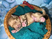 Red Collar, a male Miniature Aussiedoodle for sale in Tucson, AZ – 10 of 10