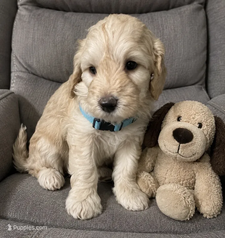 Aqua Collar – Miniature Aussiedoodle puppy for sale in Tucson, AZ