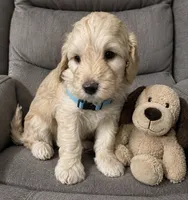 Aqua Collar, a female Miniature Aussiedoodle for sale in Tucson, AZ – 3 of 5