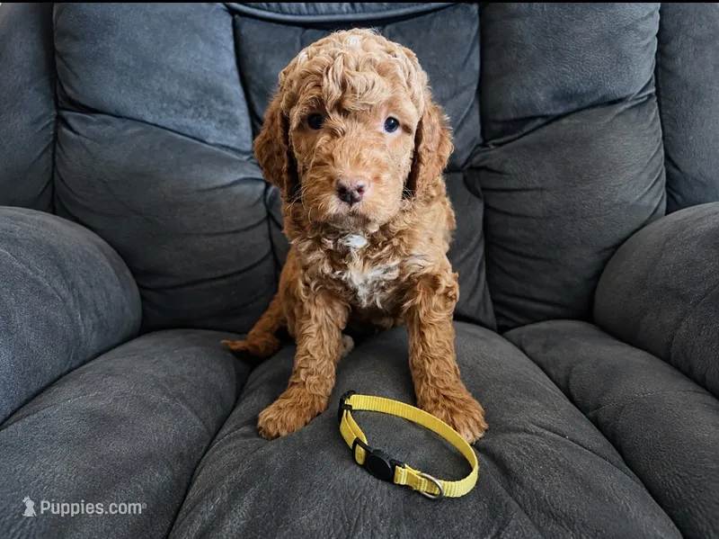 Yellow Collar – Miniature Goldendoodle puppy for sale in Tucson, AZ