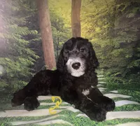 Yellow Collar , a male Sheepadoodle for sale in Tucson, AZ – 2 of 5
