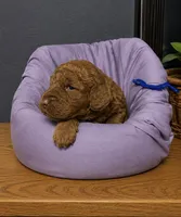 Blue collar, a male Miniature Goldendoodle for sale in Tucson, AZ – 2 of 5