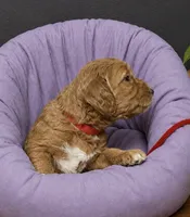 Red Collar, a female Miniature Goldendoodle for sale in Tucson, AZ – 2 of 8
