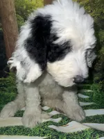 Purple Collar, a female Sheepadoodle for sale in Tucson, AZ – 3 of 9