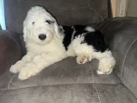 Black Collar , a male Sheepadoodle for sale in Tucson, AZ – 6 of 6
