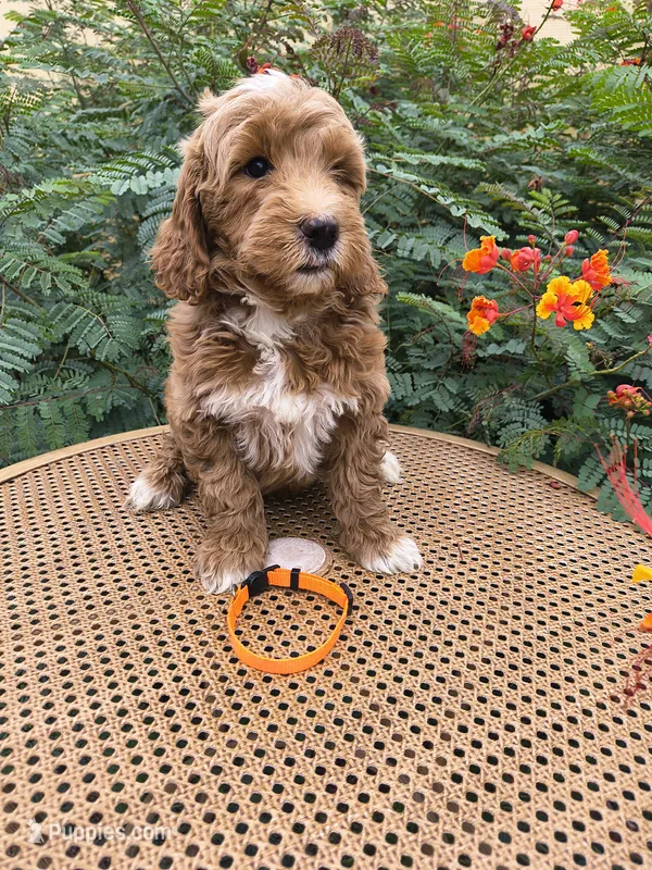 Orange Collar – Miniature Goldendoodle puppy for sale in Tucson, AZ