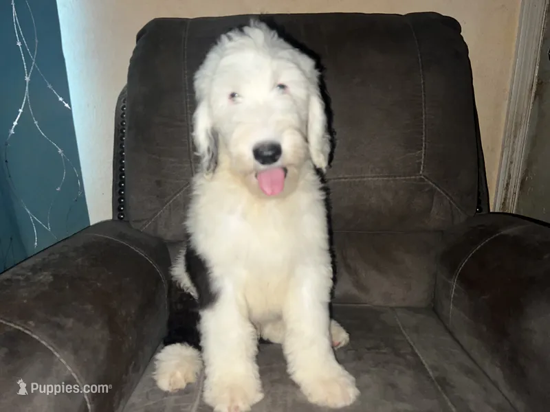 Blue Collar – Sheepadoodle puppy for sale in Tucson, AZ