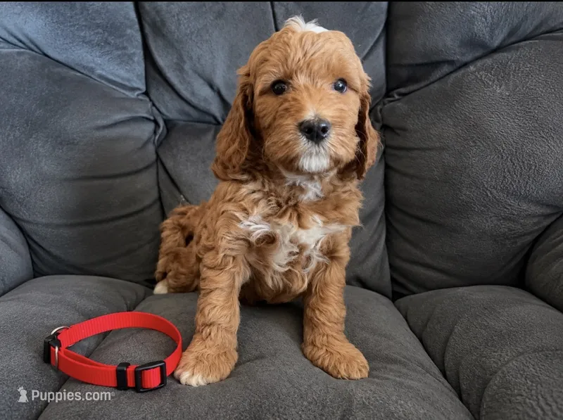 Red Collar – Miniature Goldendoodle puppy for sale in Tucson, AZ