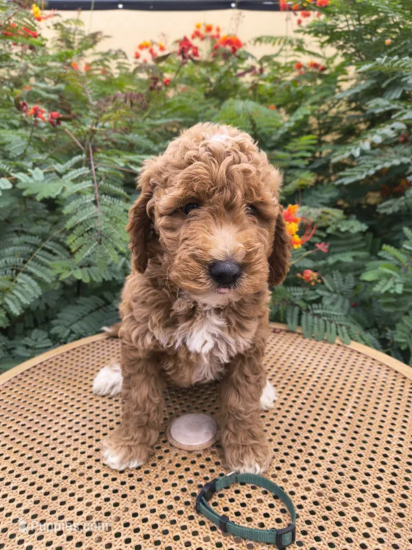 Green Collar  – Miniature Goldendoodle puppy for sale in Tucson, AZ