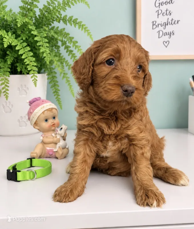 Lime Collar  – Miniature Goldendoodle puppy for sale in Tucson, AZ
