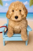 Red Collar, a male Miniature Aussiedoodle for sale in Tucson, AZ – 7 of 10