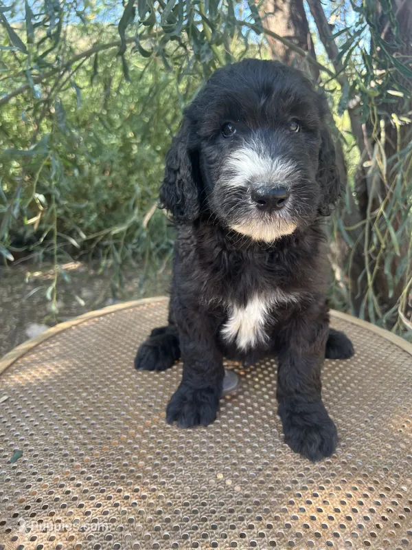 Yellow Collar  – Sheepadoodle puppy for sale in Tucson, AZ