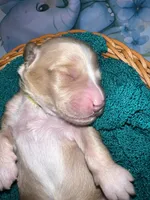 Yellow Collar, a male Miniature Aussiedoodle for sale in Tucson, AZ – 5 of 6