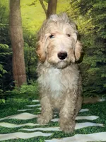 Miniature F1B sheepadoodle , a female Sheepadoodle for sale in Tucson, AZ – 1 of 6